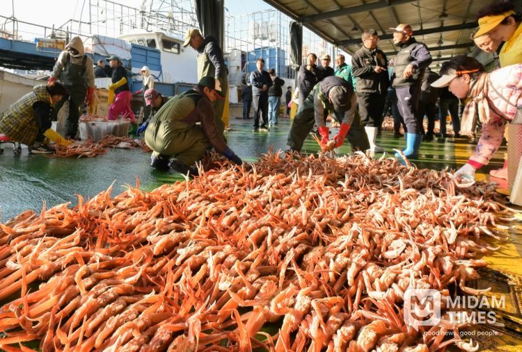 강구항에 열린 2025년 첫 영덕대게 위판 모습.