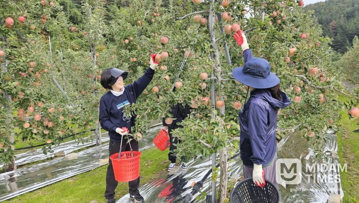 영덕군청 재무과 직원들이 농촌 일손 돕기 봉사활동을 펼치고 있다.