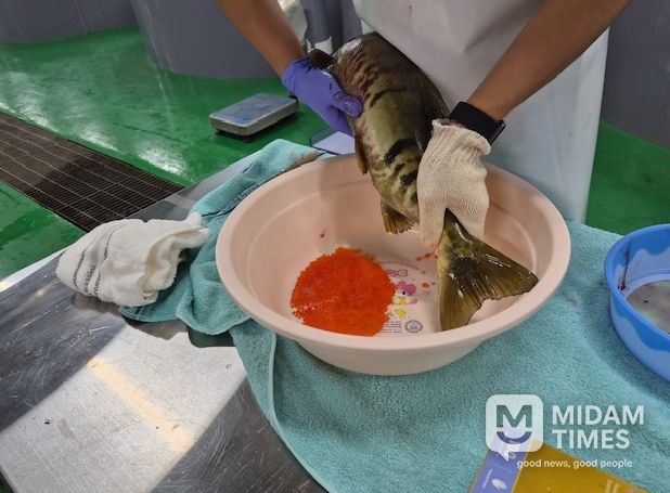 찬바람과 함께 울진 왕피천에 연어가 돌아왔다!