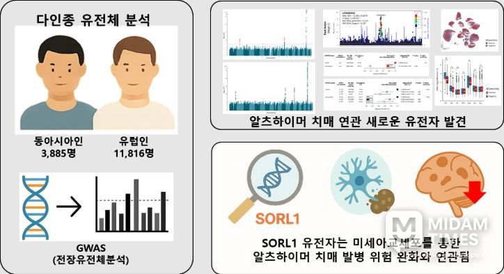 다인종 유전체 분석을 통해 발굴한 SORL1 유전자의 치매 발병 완화 효과