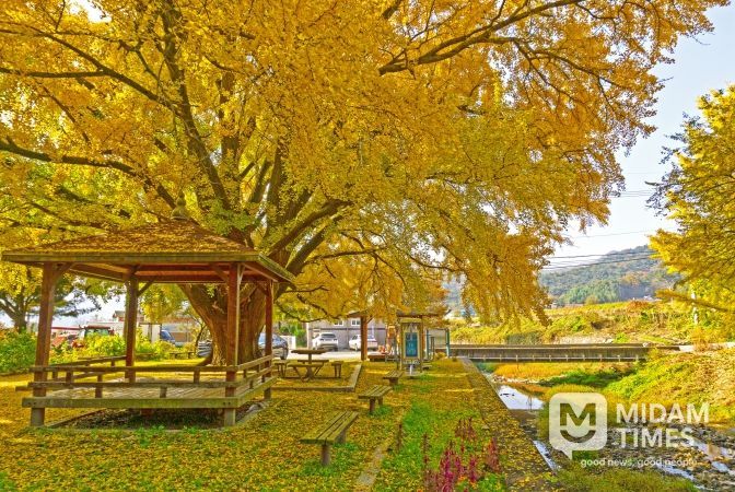 하곡리 은행나무