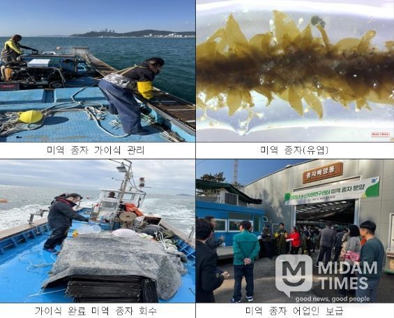 기장군, 자체생산 고품질 기장미역 종자 양식어업인 보급