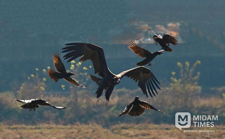 김해시, 겨울철새 먹이주기로 화포천습지 보전 강화-독수리