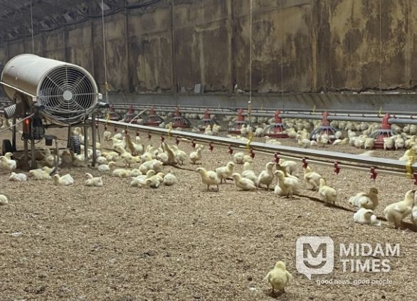 병아리 보온을 위한 열풍기 운영