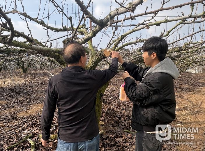 과수화상병 예방을 위해 배와 사과 농가에 도포제를 배부하고 도포제 사용 지도를 하는 모습.