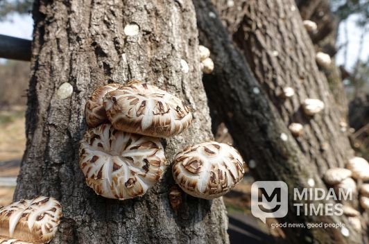 전라남도 장흥군에서 재배하는 표고버섯 생산현장