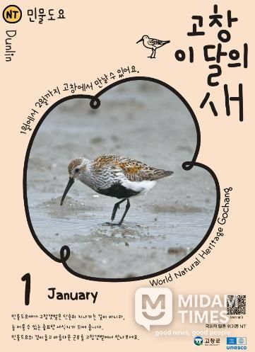 고창군, 1월 ‘고창갯벌 이달의 새’ 로 ‘민물도요’ 선정