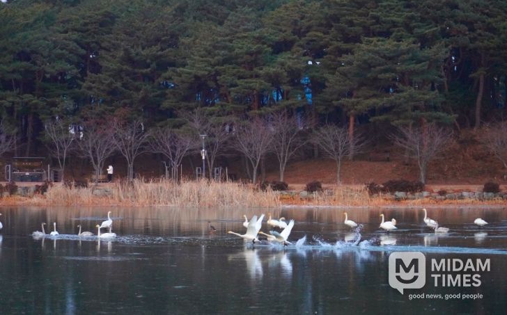 고니, 대한민국의 숨 울진에서 힘찬 날개짓
