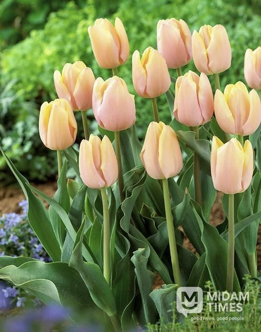 상주시, 2026 트렌드 튤립 선재 도입