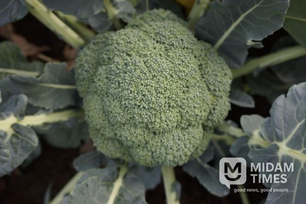 브로콜리_제주Br-10호