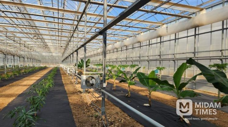 영천시 아열대 스마트팜단지 내 재배실증 중인 애플망고, 바나나, 파파야