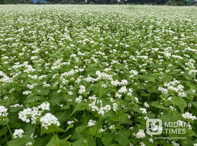 '양절'메밀 채종단지