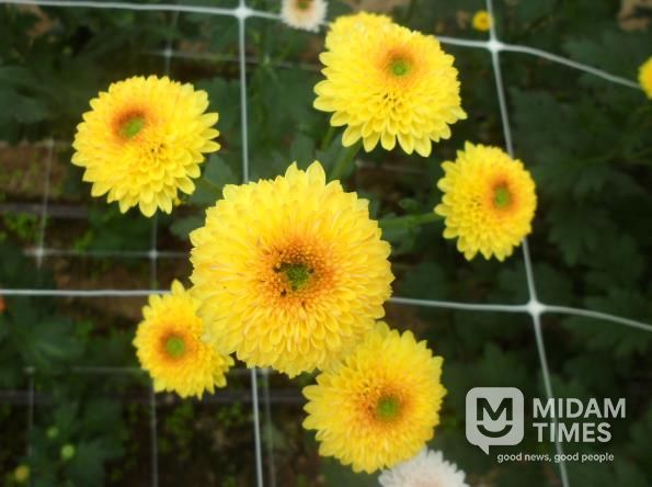 국화(큐티버블앰버)