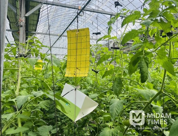 뿔나방 예찰트랩조사.jpg 바로보기뿔나방 예찰트랩조사