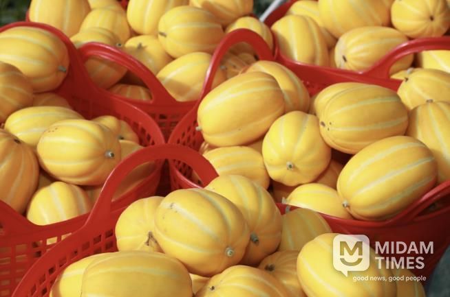 이상기후 뚫고 결실 맺은 고당도 '예천참외' 출하 시작