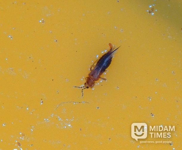 육묘 농가에서 칼라병 매개충인 ‘총채벌레’ 발생