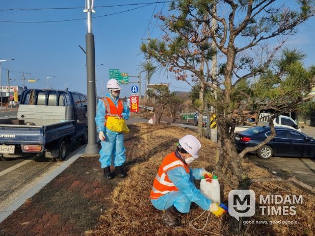 영주시는 오는 2월25일부터 도심 주요 경관 수목을 보호하기 위해 예방나무주사 사업을 추진한다.