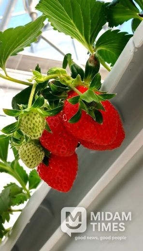 청년창업 농업대전환과 모집 관련3(딸기)