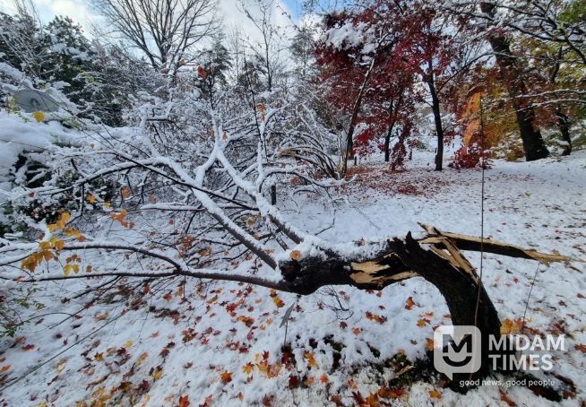폭설로 나무줄기(수간)가 부러진 신나무