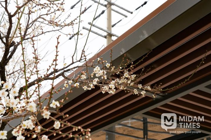 울진‘매화’꽃망울 활짝