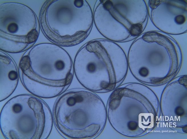 보급 직전 수정란 상태