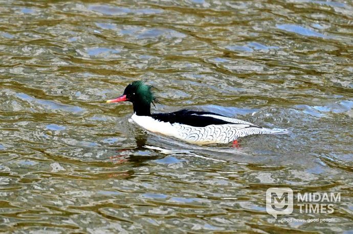 성동구와 사회적협동조합 한강은 최근 중랑천-청계천 합류부에서 호사비오리 수컷 1개체와 암컷 2개체가 먹이활동과 휴식을 하는 모습을 확인했다.(사진은 중랑천-청계천 합류부에서 발견된 호사비오리 수컷)