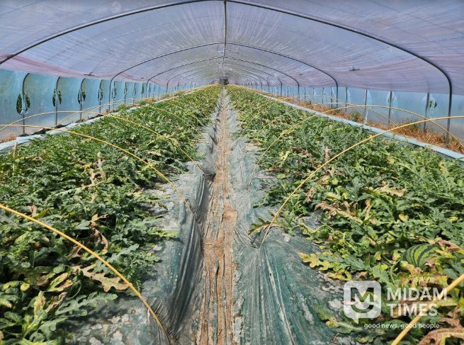 수박CCYV피해사진