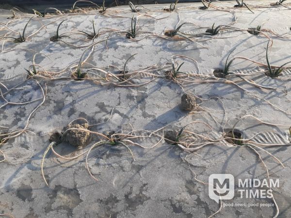 건조한기상으로인해잎이많이마른양파