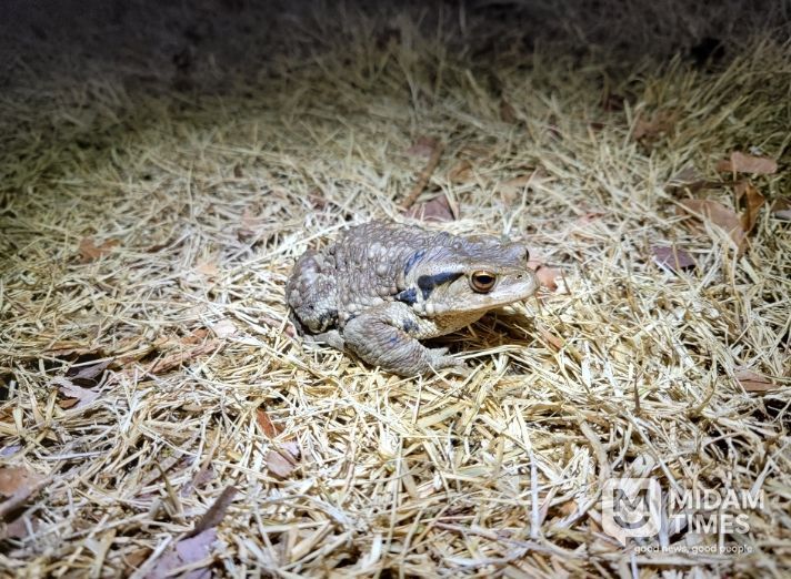 망월지에 출현한 성체 두꺼비