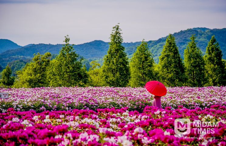 합천군 보도자료(합천군, ‘2026 지역사랑 휴가지원 시범사업’ 공모 선정) 핫들생태공원(작약재배단지) (5월 초 개화)