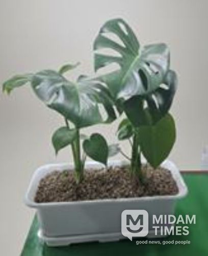 베란다 텃밭 지원사업 공기정화식물(몬스테라)