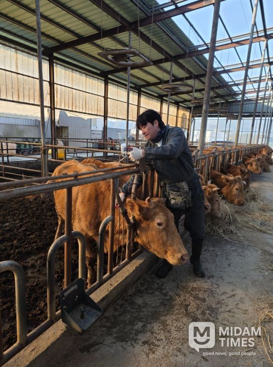 상반기 구제역 백신 일제접종 완료