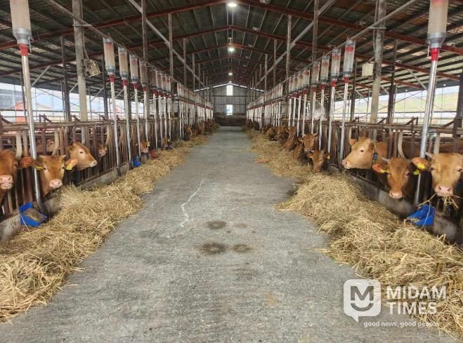 정읍시, 올해 한우 임신진단 키트 6120개 보급…농가당 최대 30개 지원