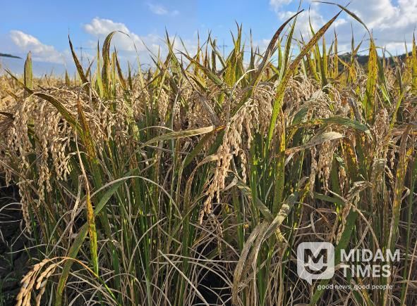 사천시, 벼 깨씨무늬병 대응 사전관리 철저 당부