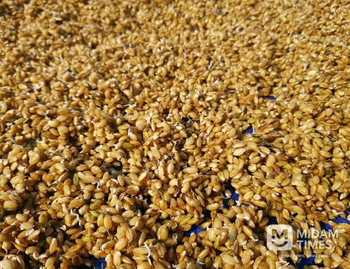 안동시, 벼 종자 발아율 사전 확인 당부