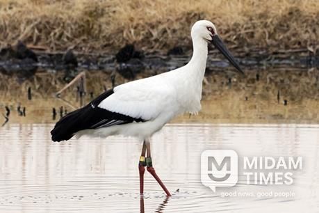황새(J0505)가 주남저수지 연꽃단지에서 휴식을 취하고 있다