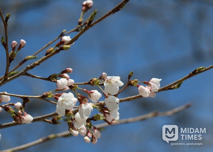 물향기수목원 왕벚나무 전경