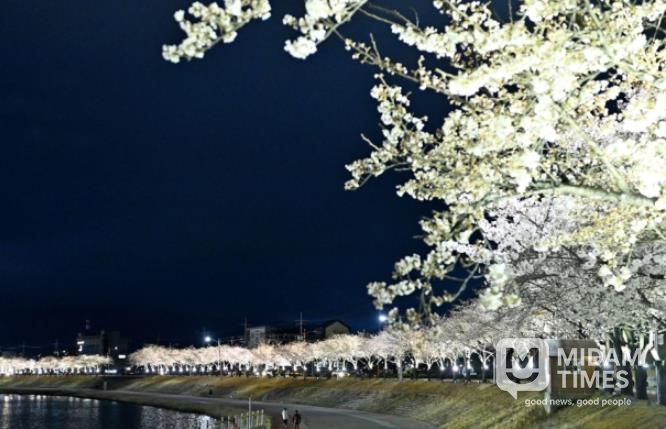 벚꽃길 따라 함께 걷고, 나무심기 동참하세요!-기후에너지과(사진_직지천경관)