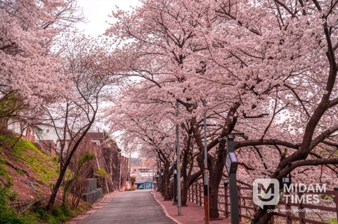 장생옛길 벚꽃길 걷고 경품 받자!!