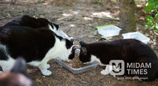 김해시, 길고양이 중성화(TNR) 사업