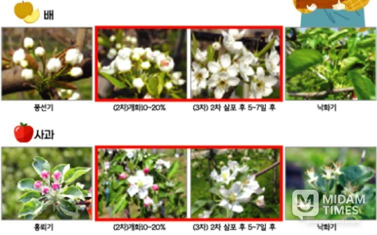 과수 병해충 사전 예방‘총력 대응’