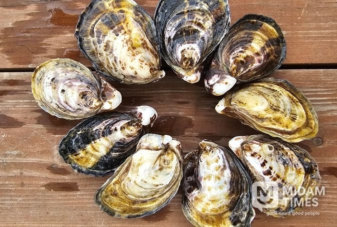 ‘개체굴 양식 공모사업’ 선정, 친환경·고부가가치 양식 전환 본격화