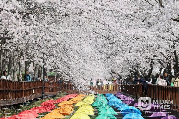 벚꽃으로 물든 제64회 진해군항제, 10일간의 여정 마무리