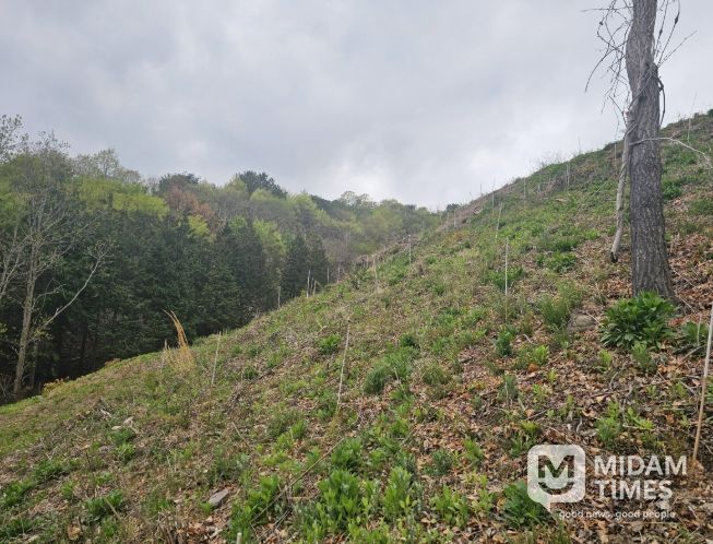 진주시,‘2026년 조림·숲가꾸기 사업’