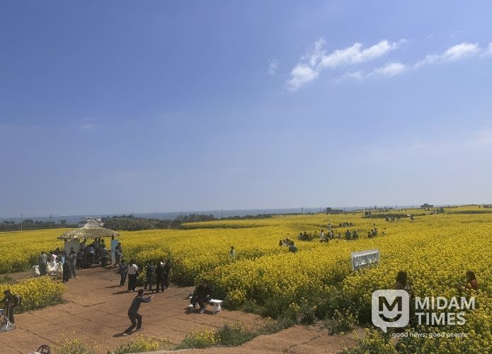 포항시 호미반도 경관단지에서 열린 ‘2026 호미반도 유채꽃 축제’가 전국 각지에서 약 15만 명의 방문객을 끌어모으며 성황리에 마무리됐다.
