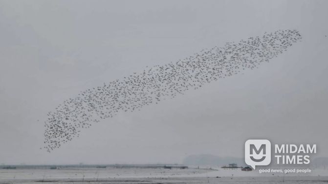 순천만, 봄철 도요물떼새 도래.