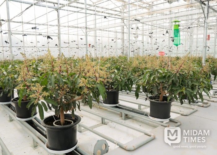 아열대실증시험온실 애플망고