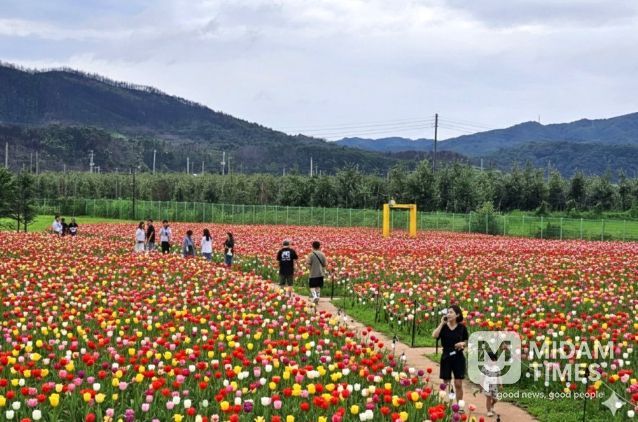 안동포타운, 안동포세대공감페스타 개최