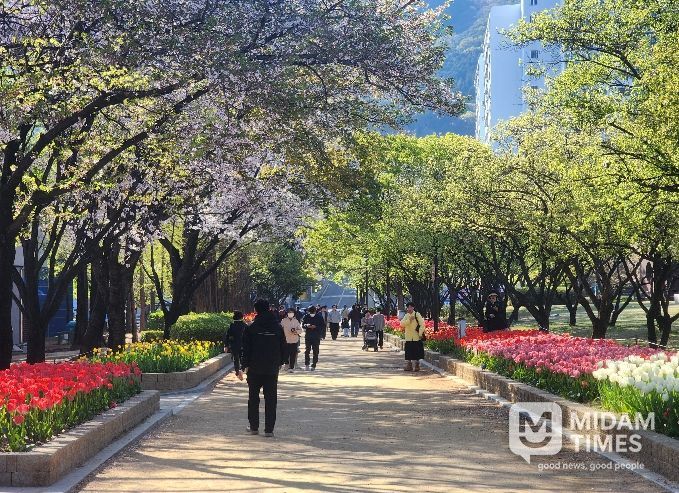 연지공원·대청·율하천은 지금 튤립 세상