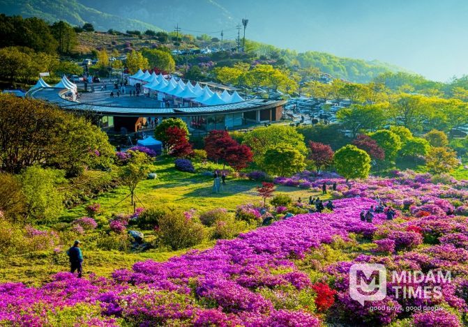 제30회 황매산 철쭉제 개최
